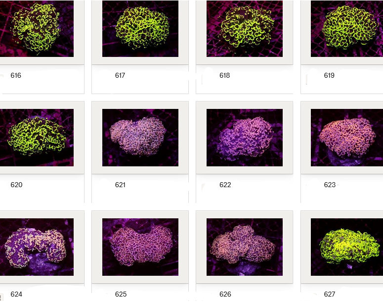 Kupang Corals
