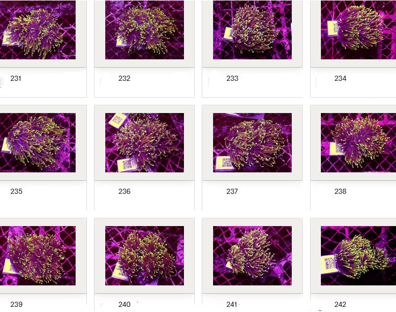 Kupang Corals