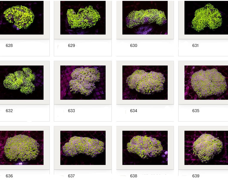 Kupang Corals