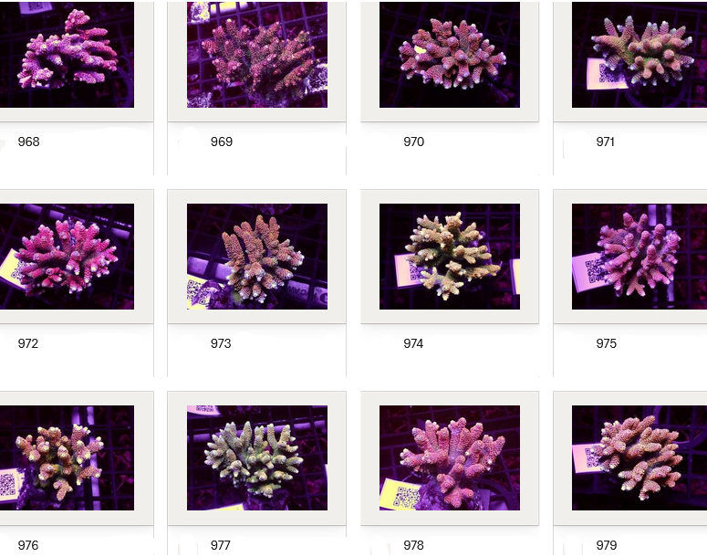 Kupang Corals