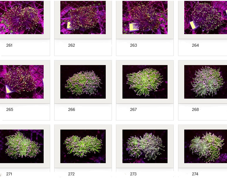 Kupang Corals