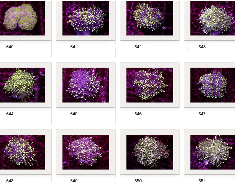 Kupang Corals