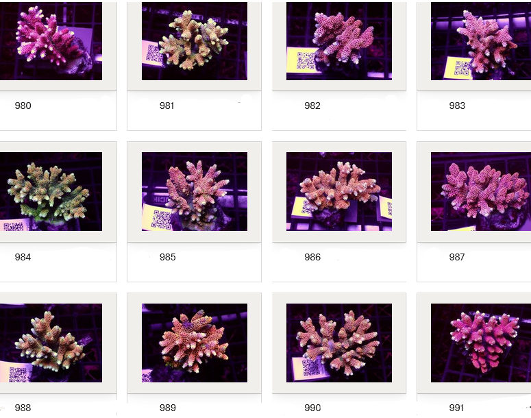 Kupang Corals