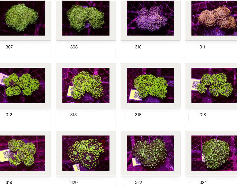 Kupang Corals