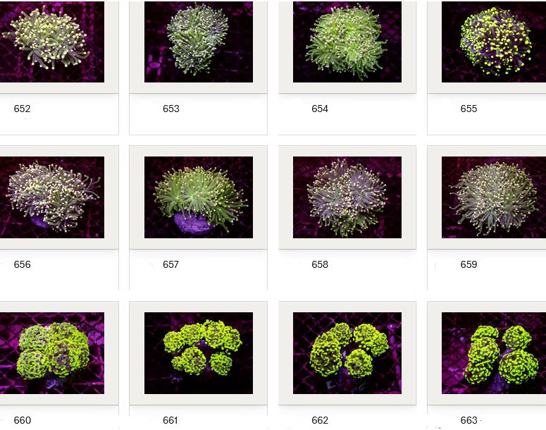 Kupang Corals