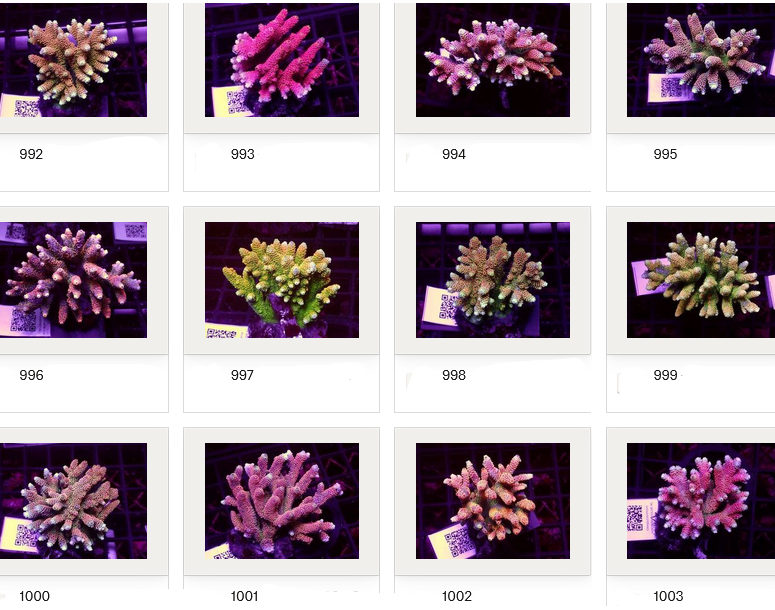 Kupang Corals