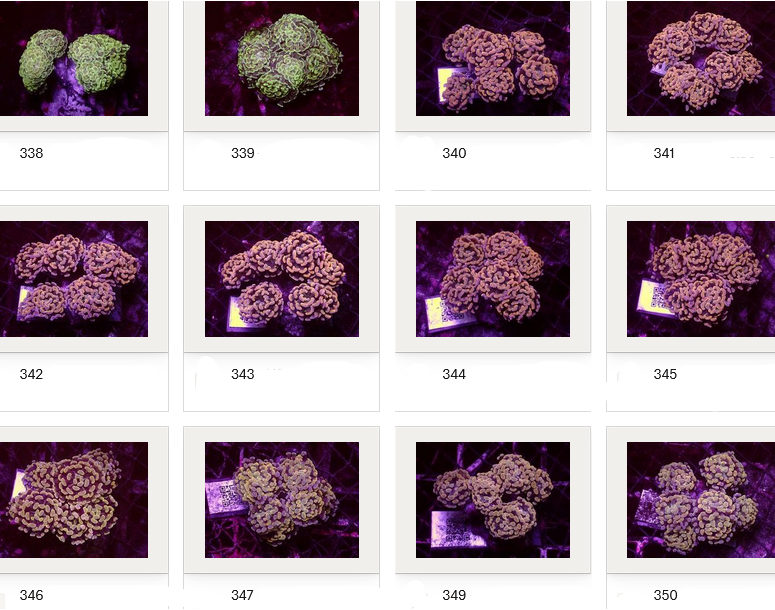 Kupang Corals