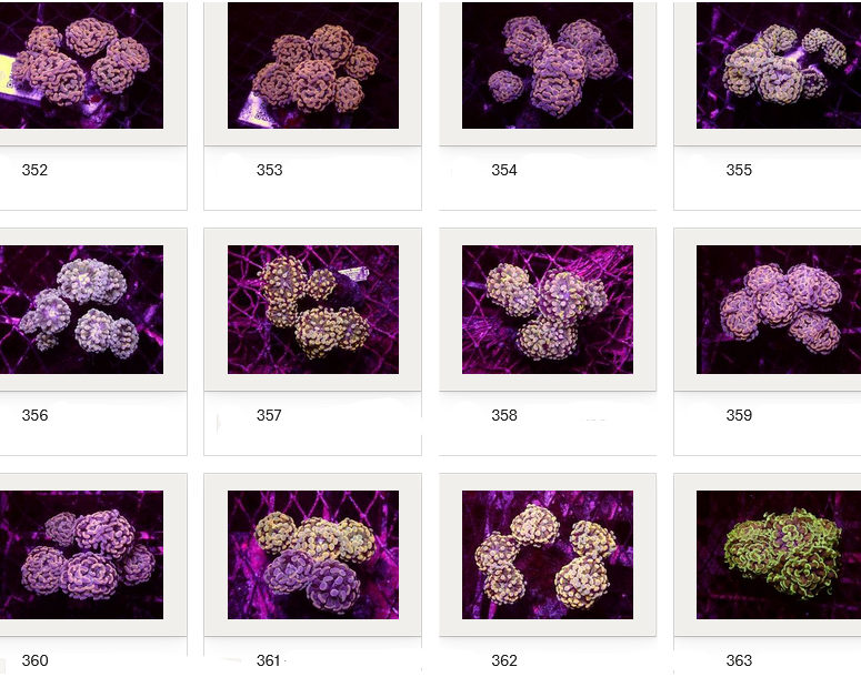 Kupang Corals