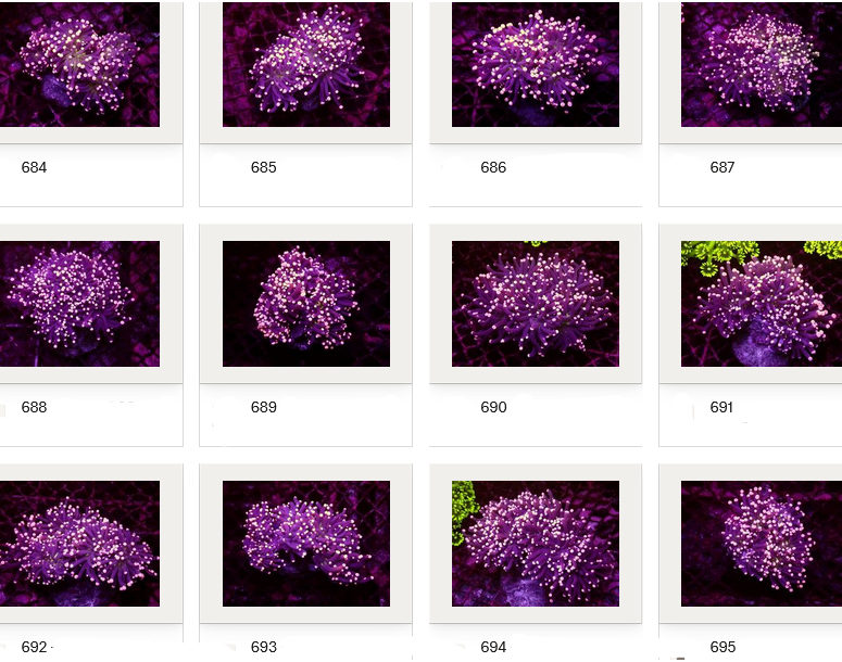 Kupang Corals