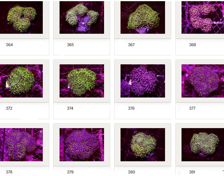 Kupang Corals