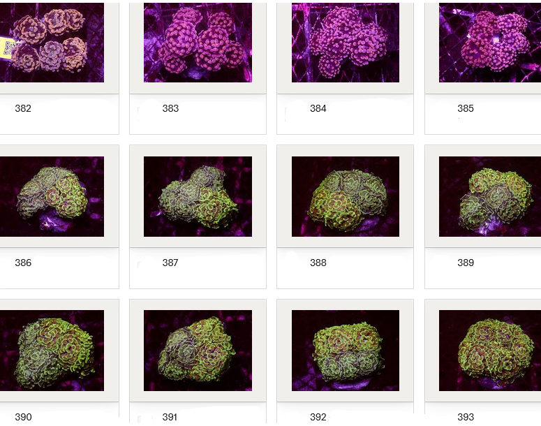 Kupang Corals