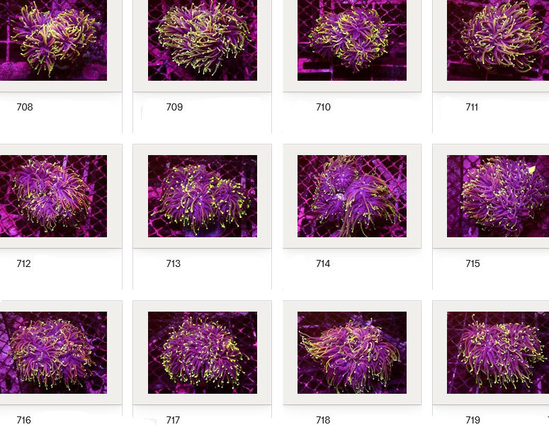 Kupang Corals