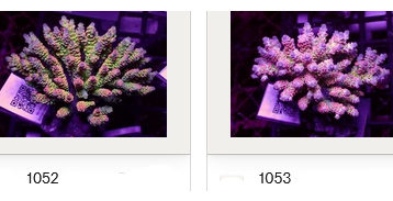 Kupang Corals