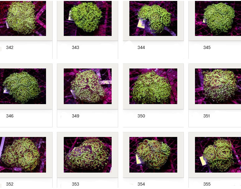 Kupang Corals