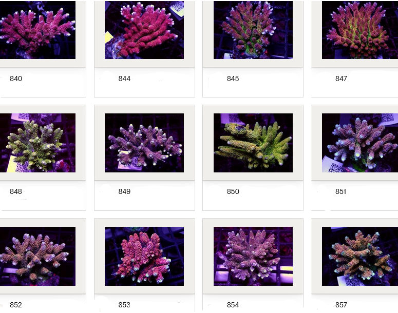 Kupang Acropora