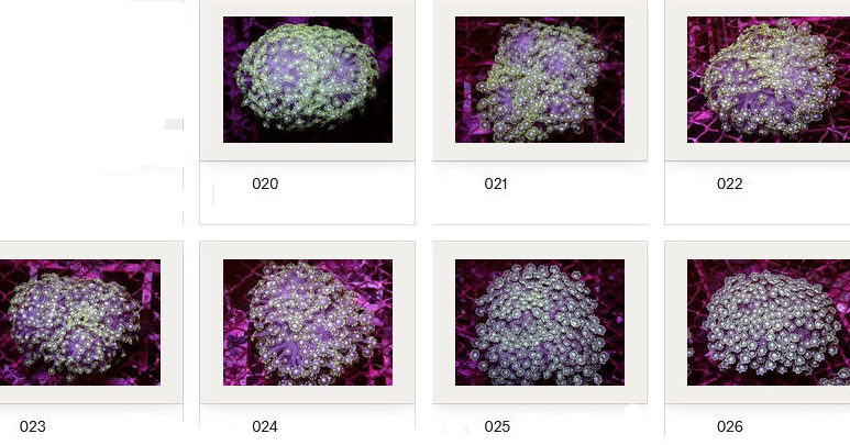 Kupang Corals