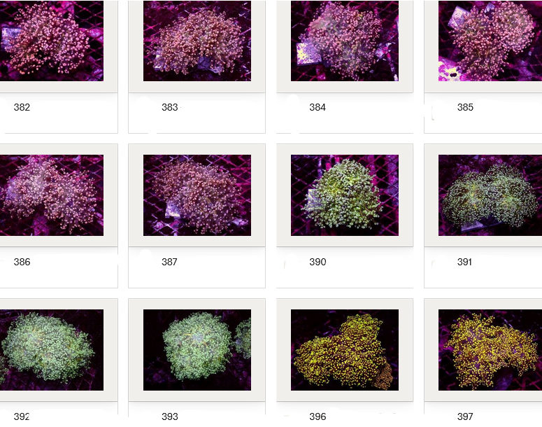 Kupang Corals