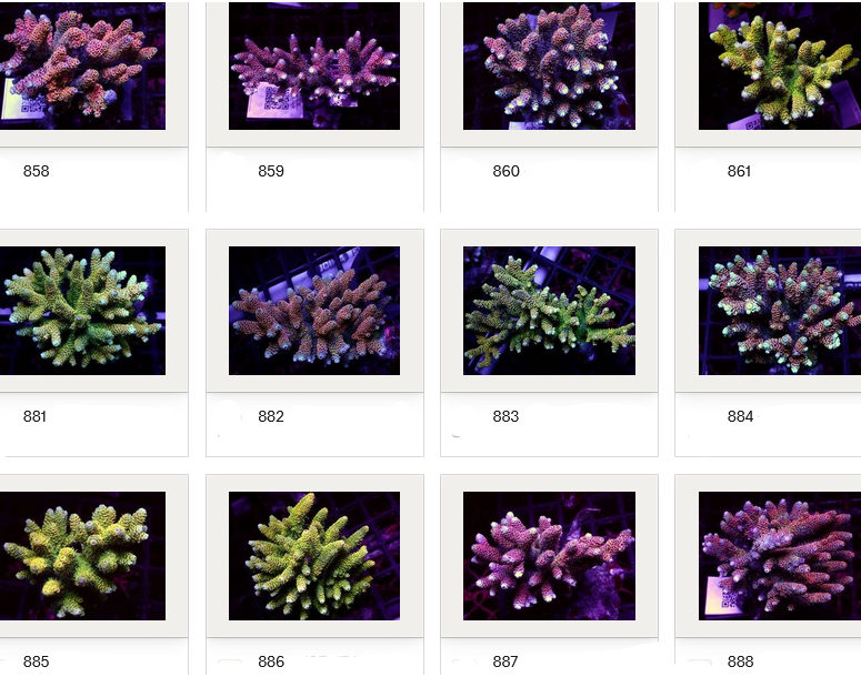 Kupang Acropora