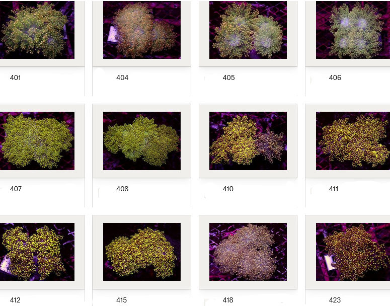 Kupang Corals