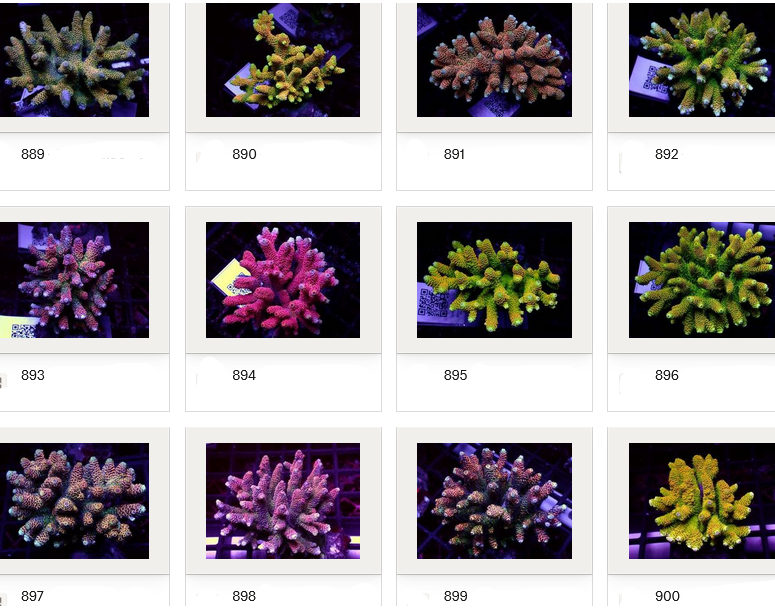 Kupang Acropora