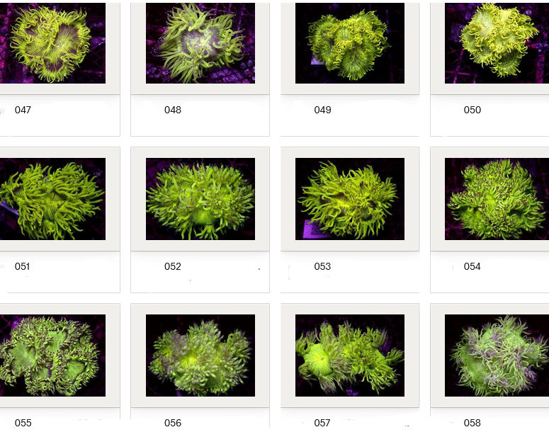 Kupang Corals