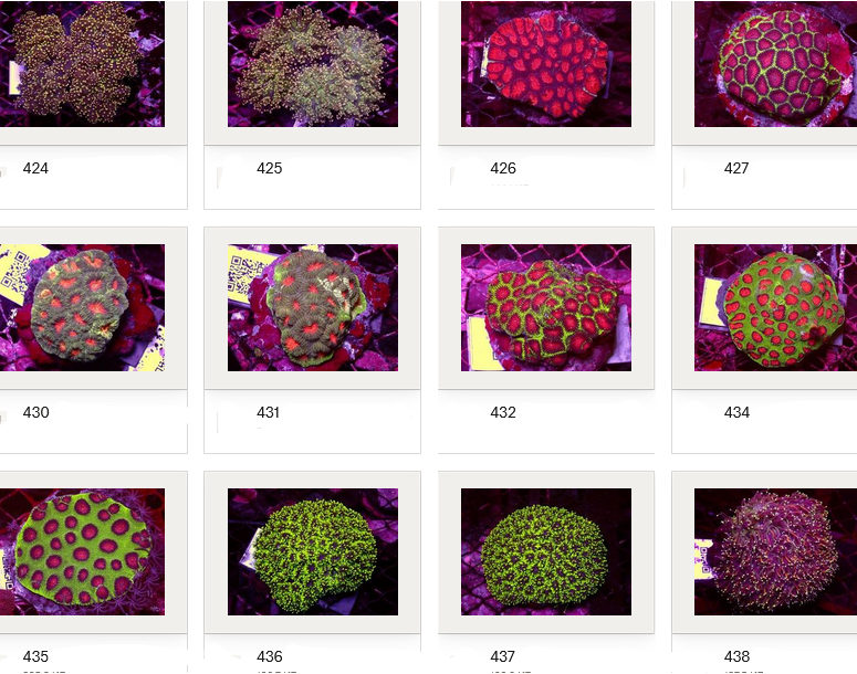 Kupang Corals