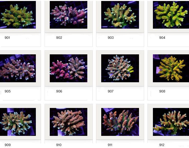 Kupang Acropora
