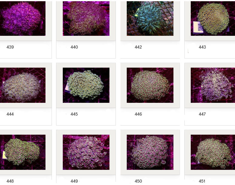 Kupang Corals