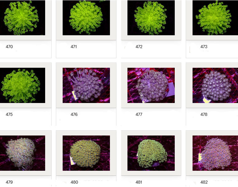 Kupang Corals