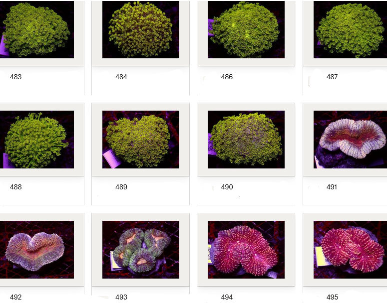 Kupang Corals