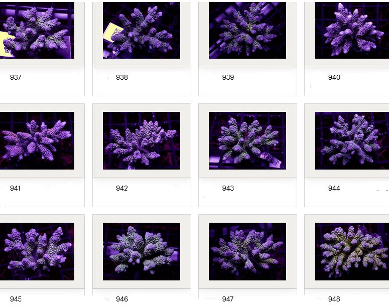 Kupang Acropora