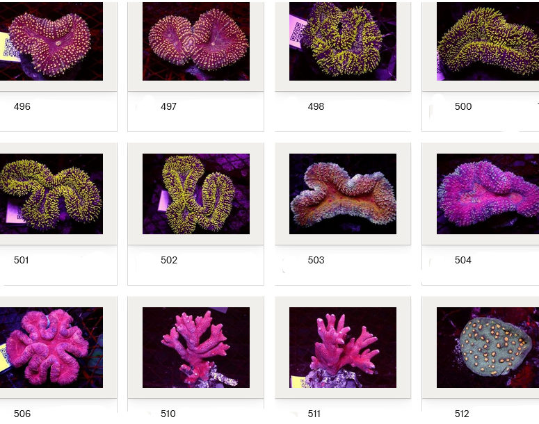 Kupang Corals
