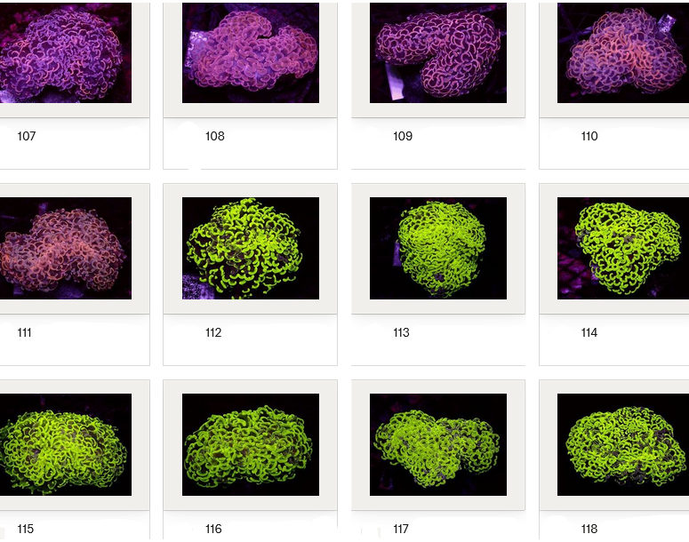 Kupang Corals