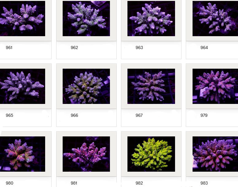 Kupang Acropora