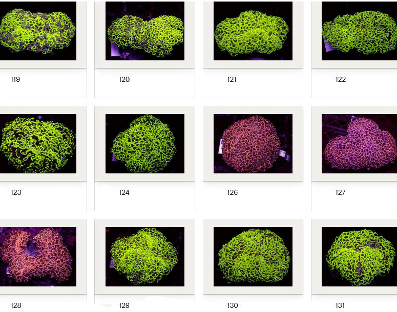 Kupang Corals