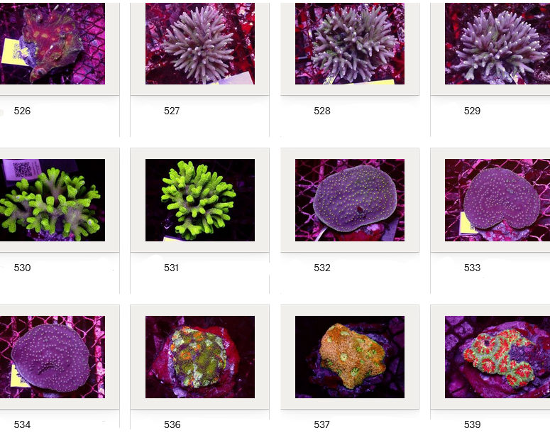 Kupang Corals