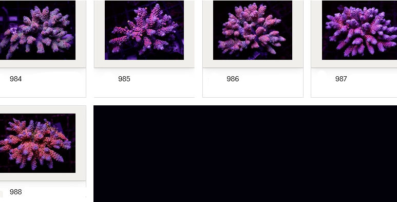 Kupang Acropora