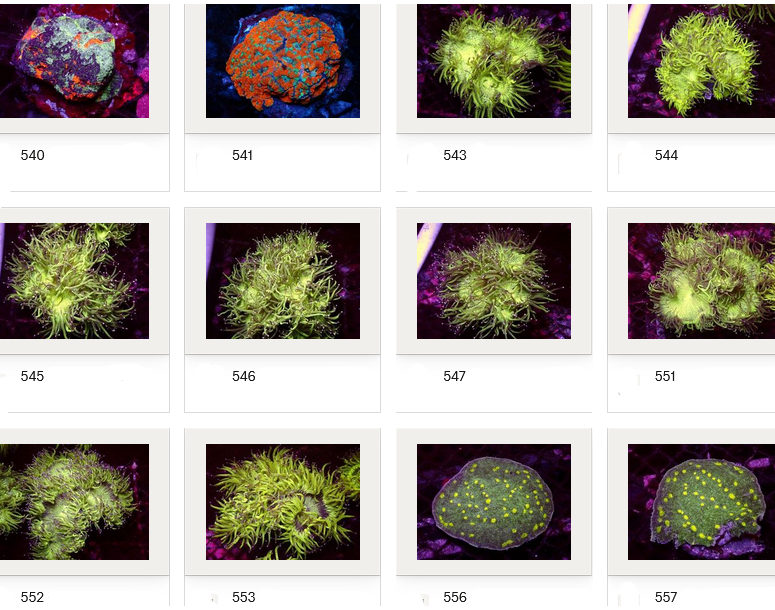 Kupang Corals