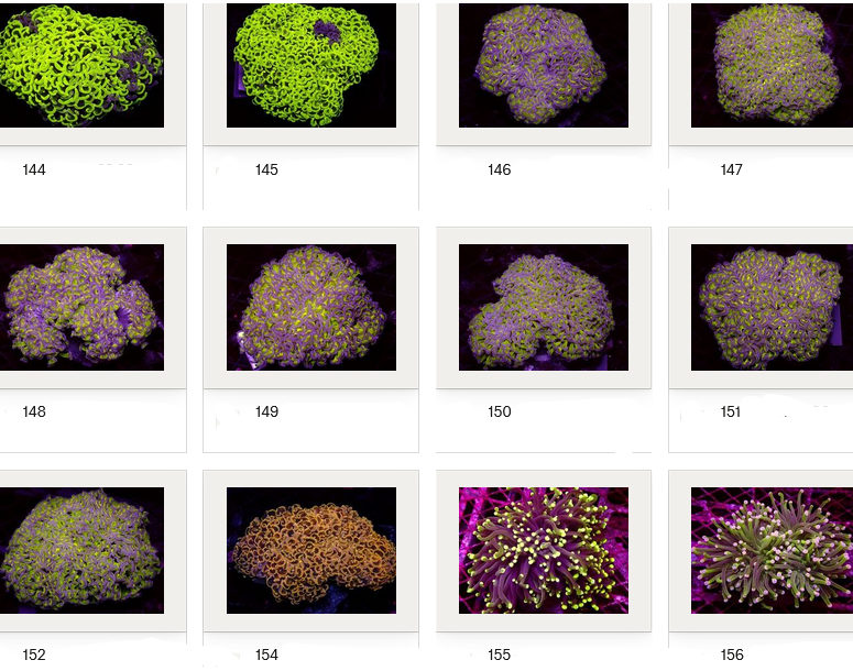 Kupang Corals
