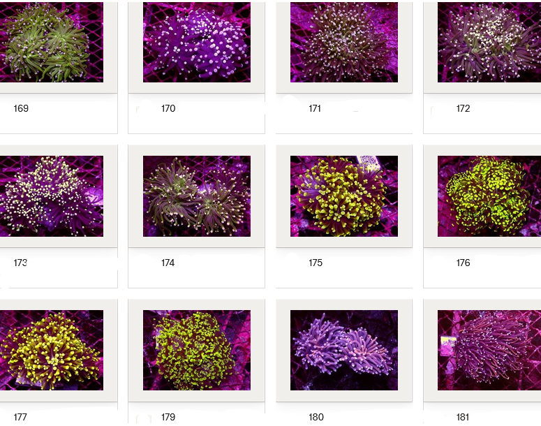 Kupang Corals