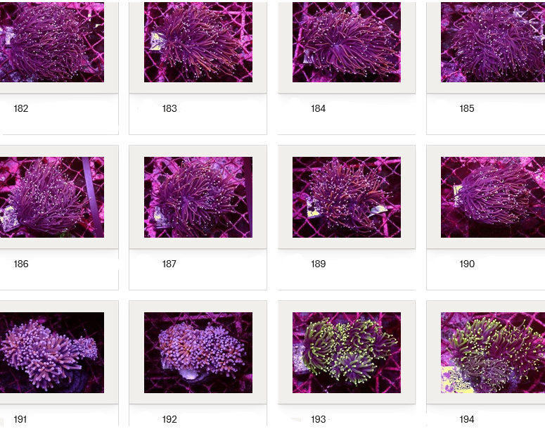 Kupang Corals