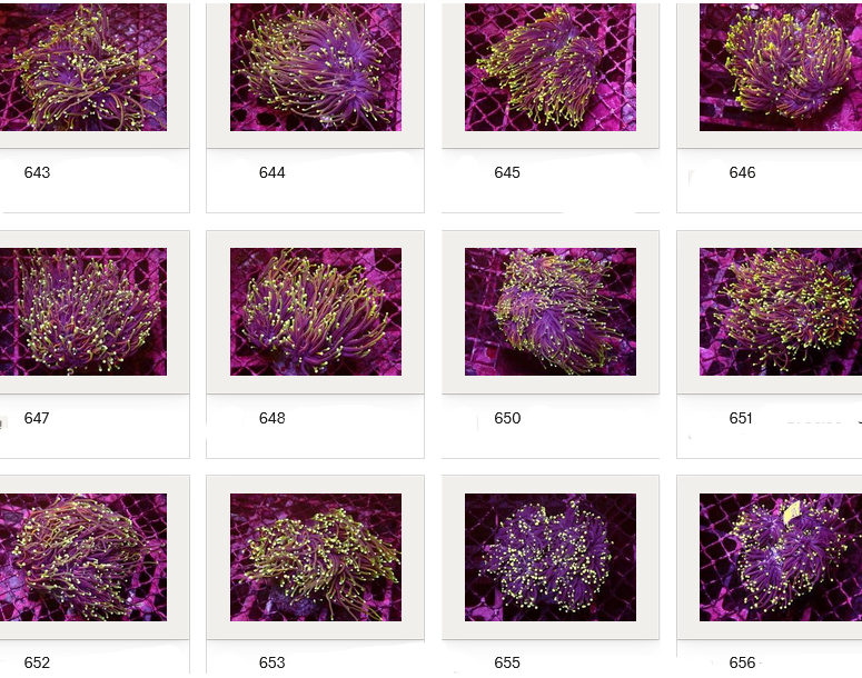 Kupang Corals