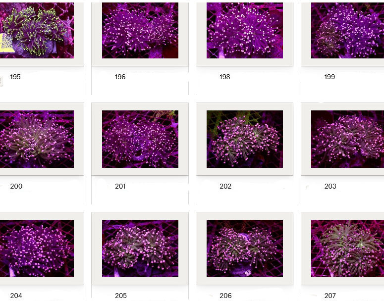 Kupang Corals