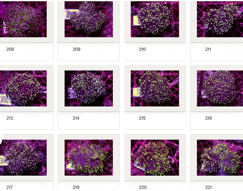 Kupang Corals