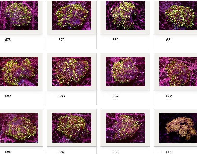 Kupang Corals