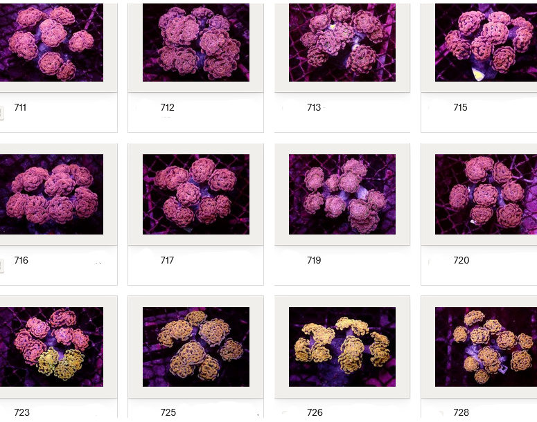 Kupang Corals