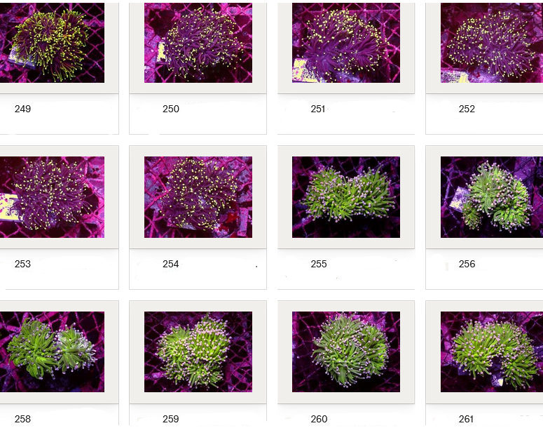 Kupang Corals