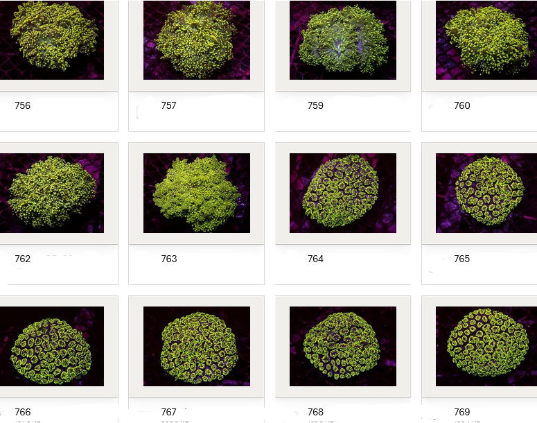 Kupang Corals