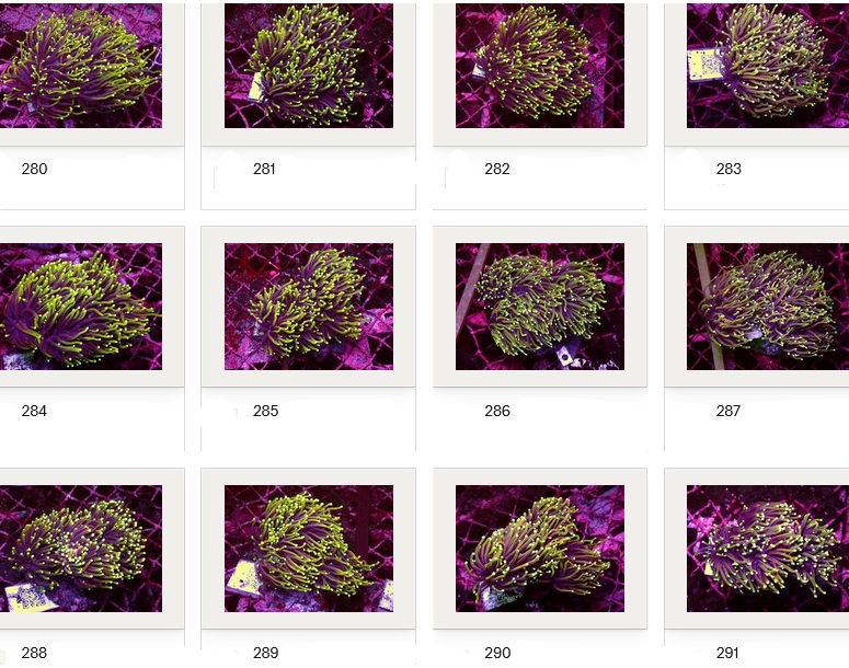 Kupang Corals