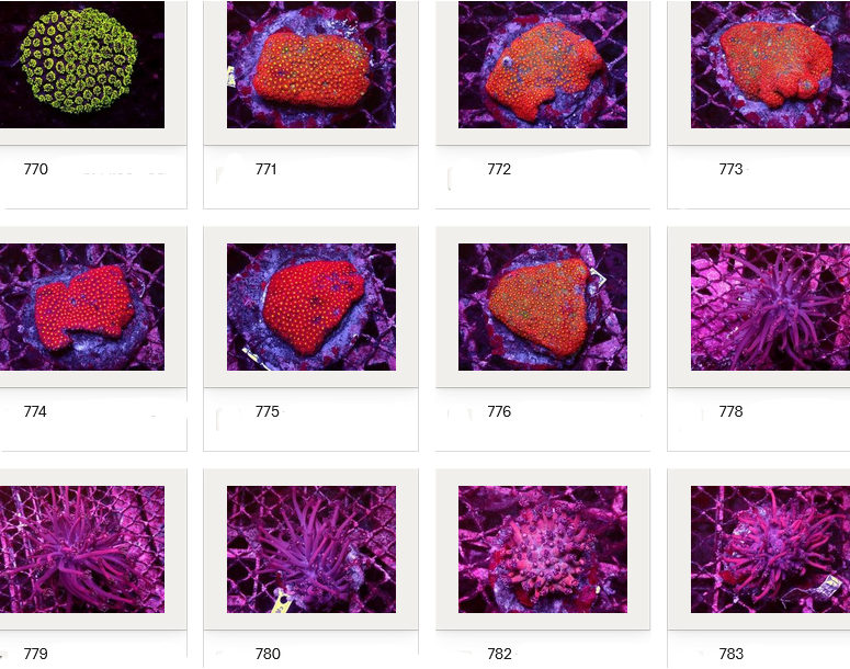 Kupang Corals